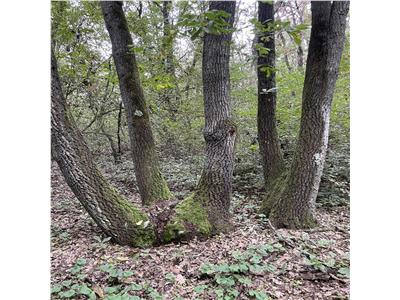 Parcele de Padure in Salciua Noua, Herneacova