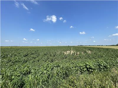Teren Intravilan 5ha in Sag, DJ593, Centura Sud