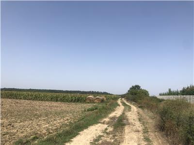 Teren Extravilan 3,3ha in Mosnita Veche, zona 3G Garden