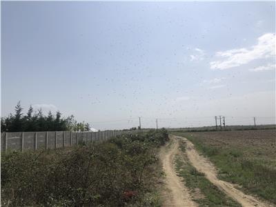 Teren Extravilan 3,3ha in Mosnita Veche, zona 3G Garden