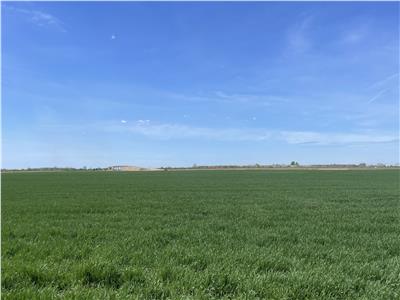 Teren Extravilan 5ha in Sag, Centura Sud